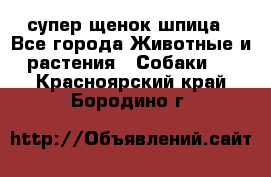 супер щенок шпица - Все города Животные и растения » Собаки   . Красноярский край,Бородино г.